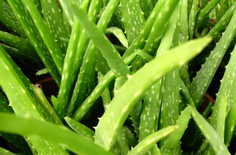 Aloe Vera Indoor Plant, NASA Clean Air Study, indoor plants to help clean air