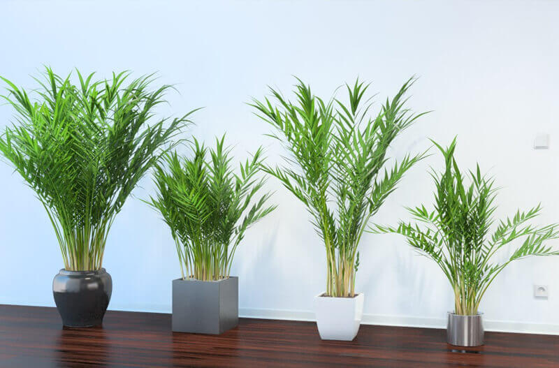 Areca Palm Indoor Plant, NASA Clean Air Study, indoor plants to help clean air