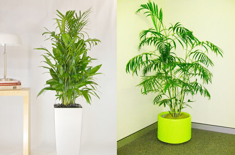 Bamboo Palm Indoor Plant, NASA Clean Air Study