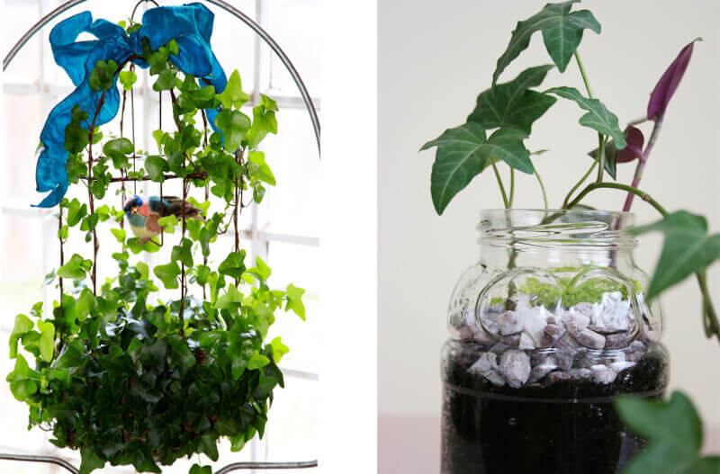 English Ivy Indoor Plant, NASA Clean Air Study