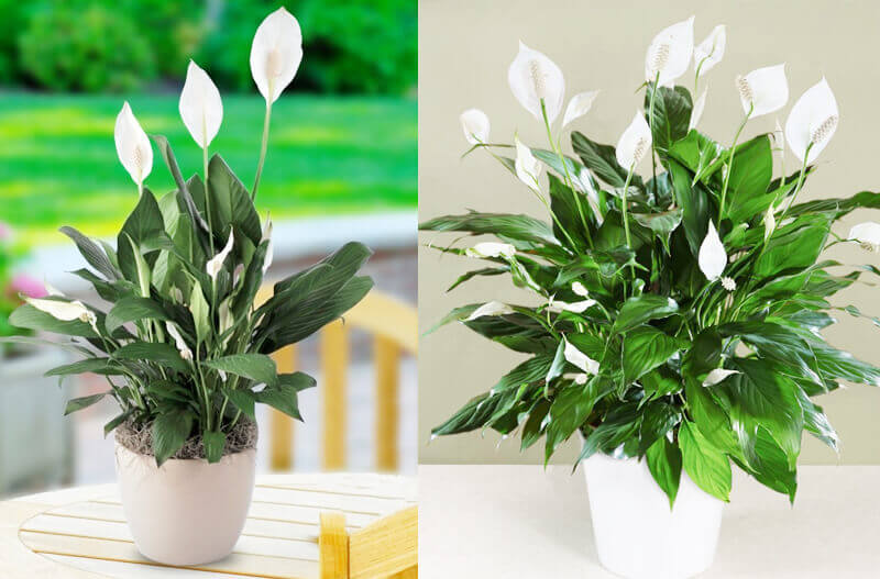 Peace Lily Indoor Plant, NASA Clean Air Study