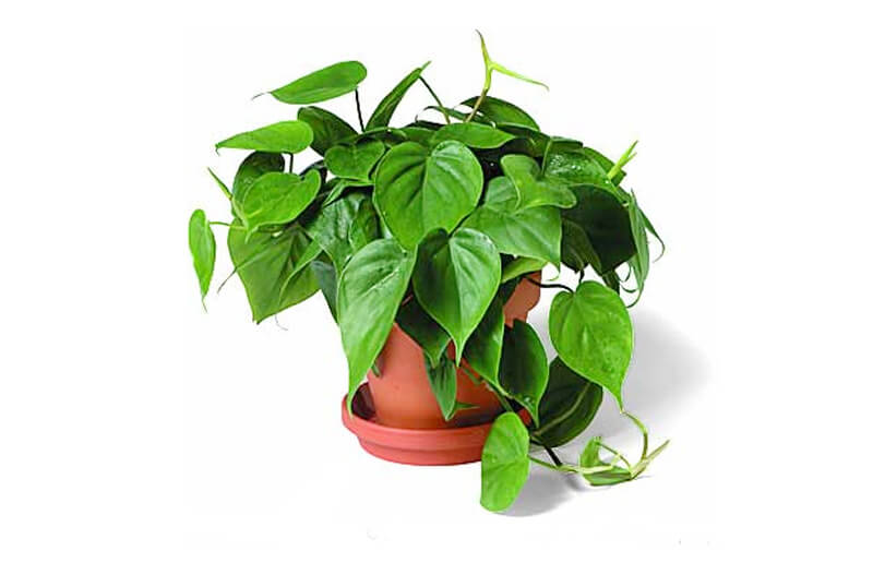 Philodendron Indoor Plant, NASA Clean Air Study