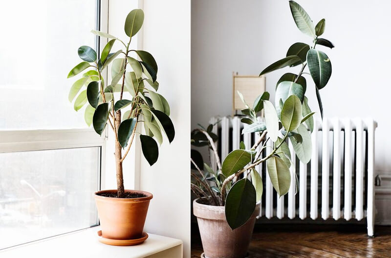 Rubber Tree Indoor Plant, NASA Clean Air Study