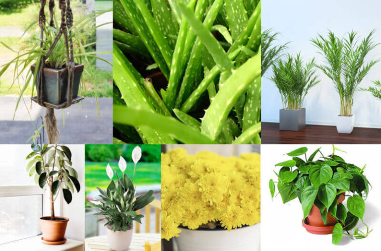 Nasa Clean Air Study – 10 Indoor Plants To Help Clean Air