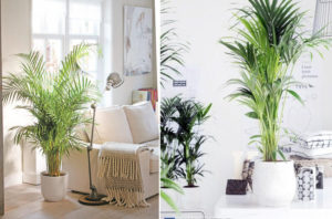 Best Air Purifier Plant - PALMS (Arecaceae or Palmae)