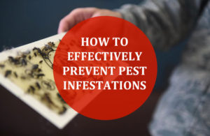 How To Properly Prevent Pest Infestations