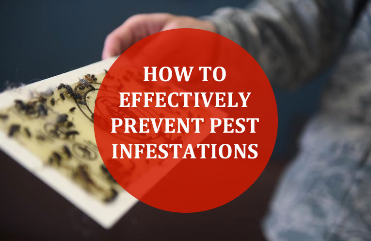 How To Effectively Prevent Pest Infestations
