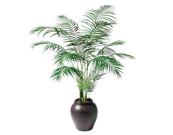 areca-palm, green living ideas & best air purifier plants