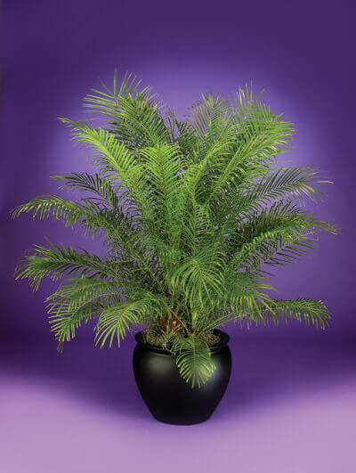 pygmy-date-palm, green living ideas & best air purifier plants