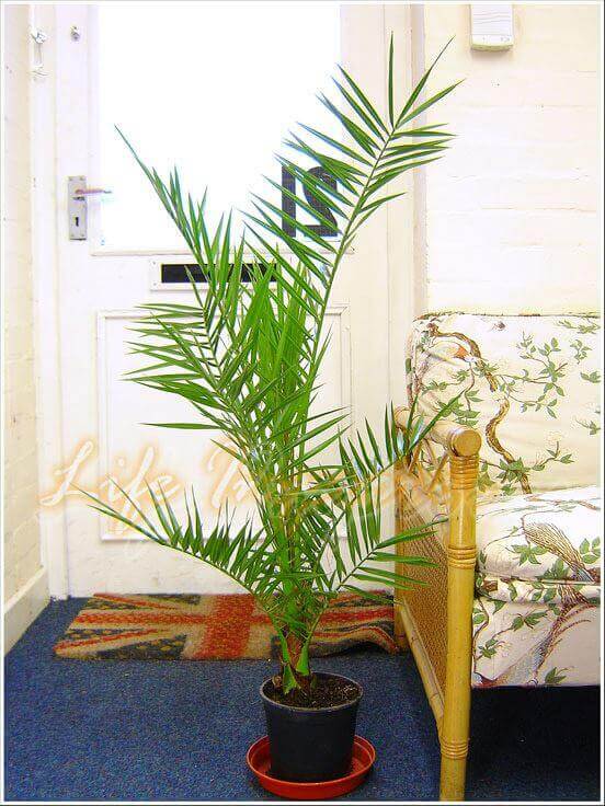 canary-date-palm, green living ideas & best air purifier plants