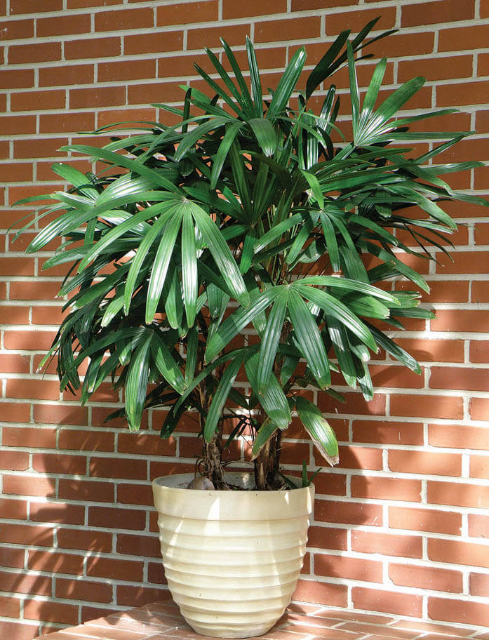 broadleaf-lady-palm, green living ideas & best air purifier plants