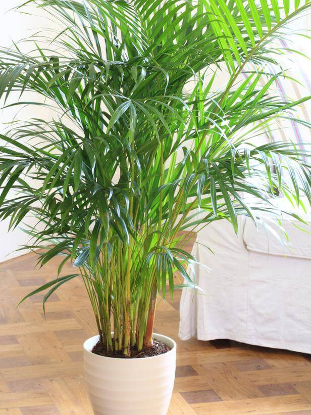 parlor-palm, green living ideas & best air purifier plants