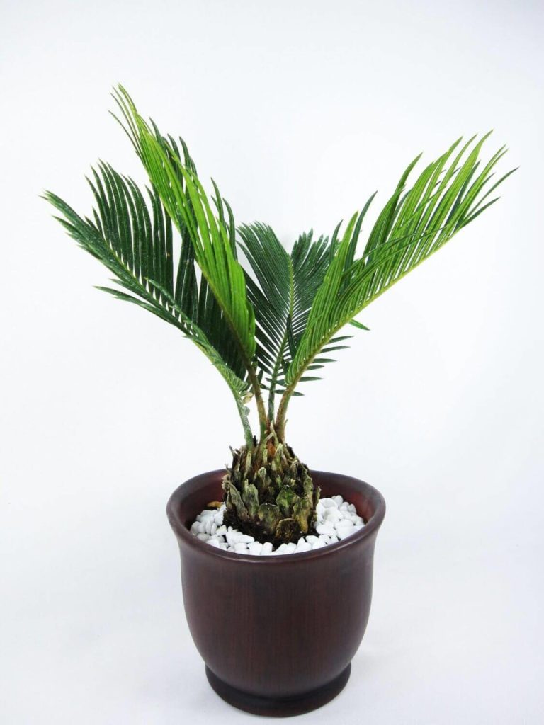 sago-palm, green living ideas & best air purifier plants