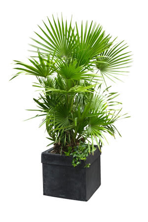  european-fan-palm, green living ideas & best air purifier plants