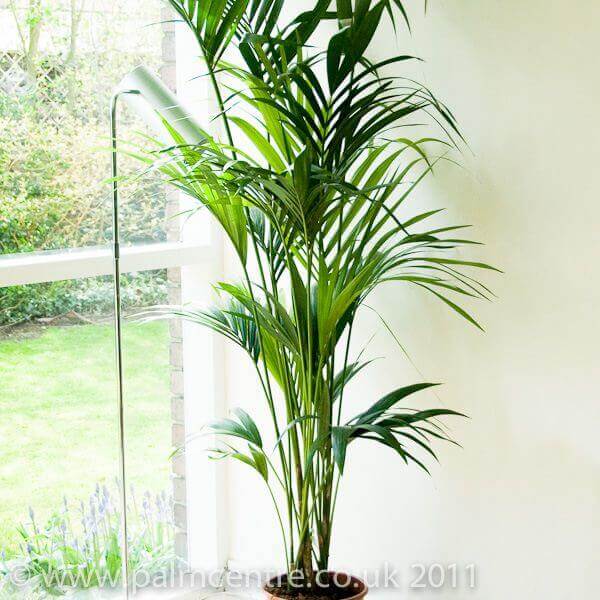 sentry-palm, green living ideas & best air purifier plants