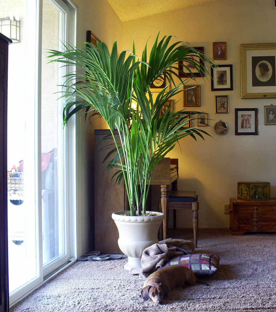 kentia-palm, green living ideas & best air purifier plants